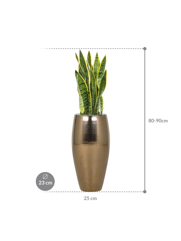 Sansevieria Trifasciata Laurentii In Amora Kaufen Sie Mit Lieferung