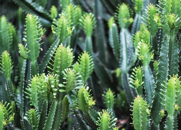 Euphorbia Pflege