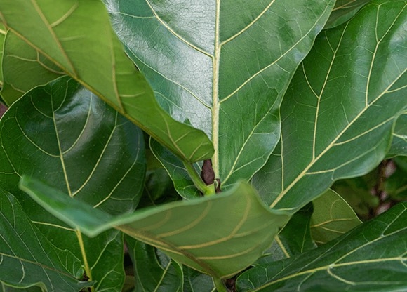 Ficus Lyrata Pflege