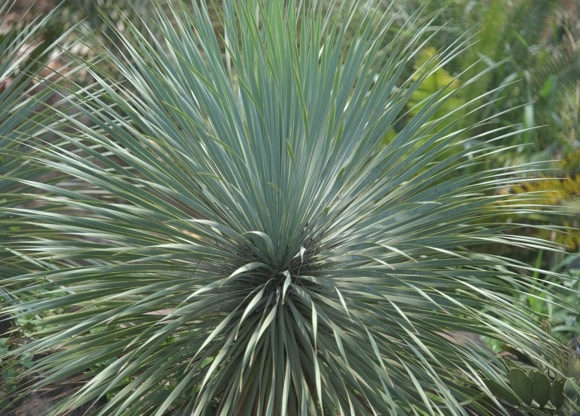Yucca Palme Pflege
