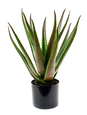 Aloe plant Tuft (16 lvs.) - Foto 14140