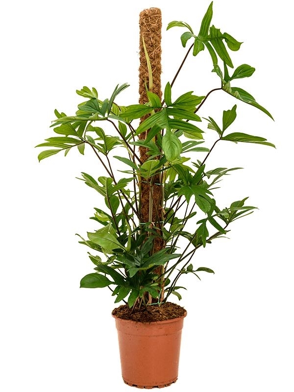 Philodendron pedatum - Foto 28094