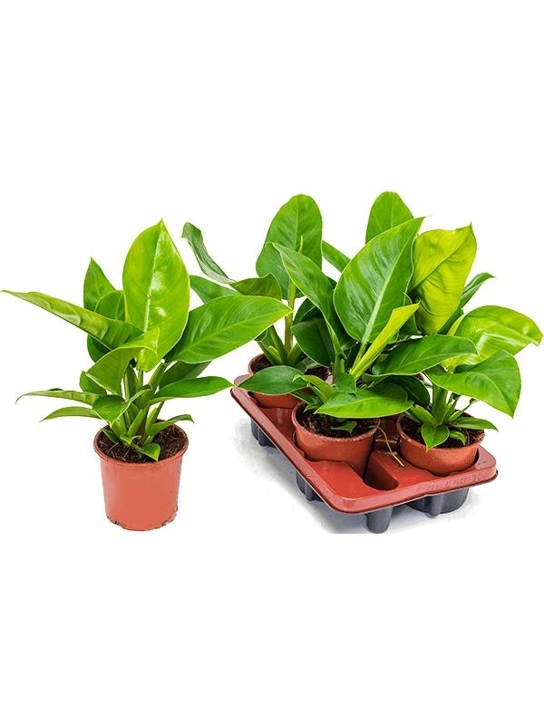 Philodendron `Imperial Green' 4/tray - Foto 28098