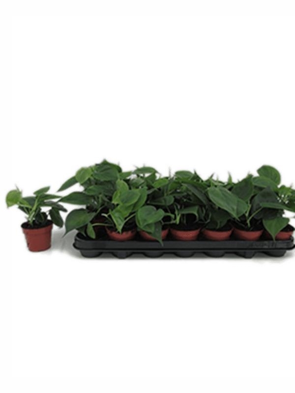 Philodendron scandens 12/tray Hanger - Foto 28142