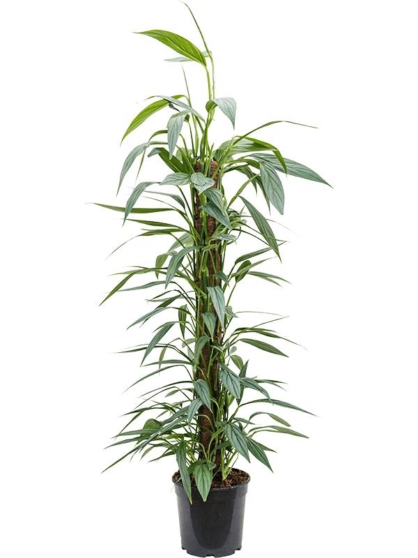 Philodendron 'Exotica' - Foto 28166