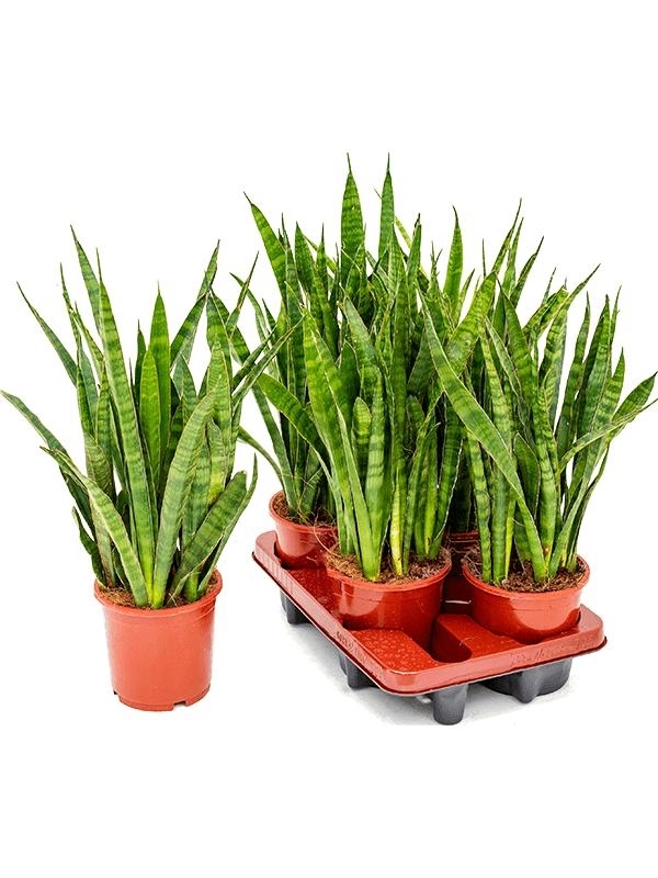 Sansevieria kirkii 4/tray Tuft - Foto 28803