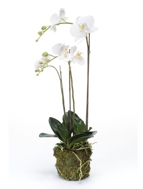 Phalaenopsis White - Foto 29467