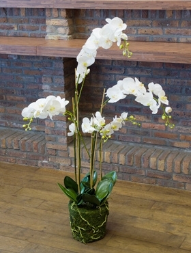 Phalaenopsis White - Foto 29469