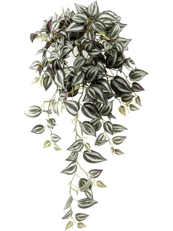 Tradescantia Hanging Bush Grey (206 lvs.) - Foto 34200