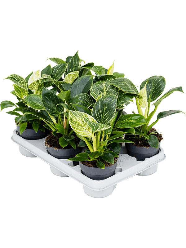 Philodendron 'White Wave' 8/tray - Foto 35770