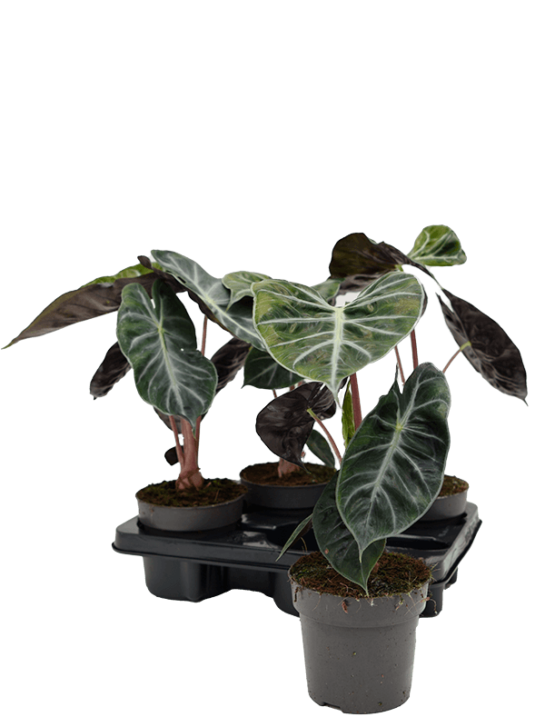 Alocasia pink dragon 4/tray Bush - Foto 37697