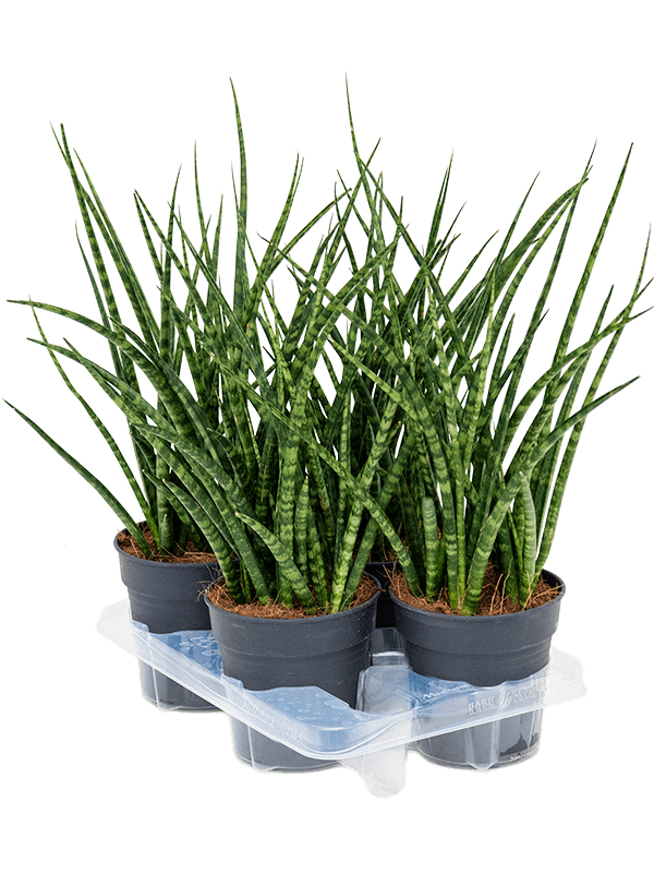 Sansevieria kirkii 'Fernwood' 4/tray - Foto 37820