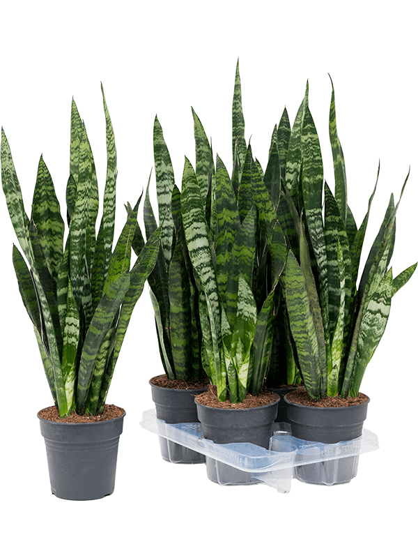 Sansevieria trifasciata 'Black Coral' 4/tray - Foto 37822