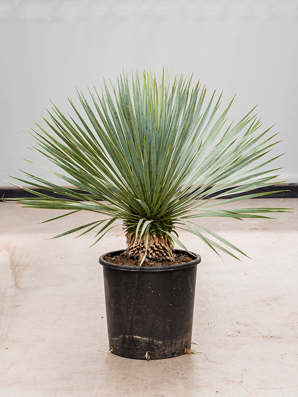 Yucca rostrata - Foto 37850