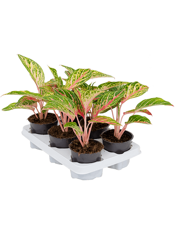 Aglaonema 'Cocomelon' 6/tray - Foto 38793