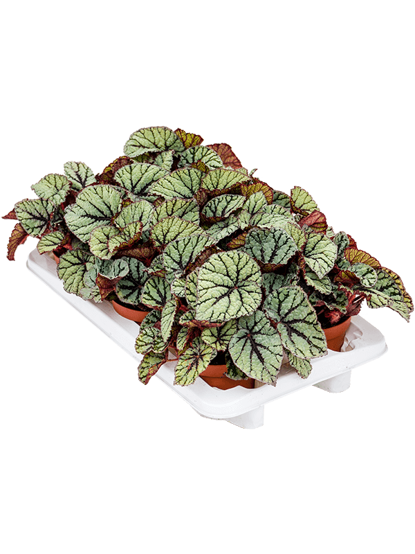 Begonia 'Fedor' 6/tray - Foto 38813