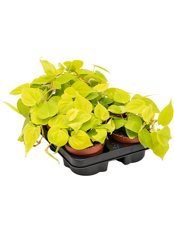 Philodendron micans lime 6/tray - Foto 38891