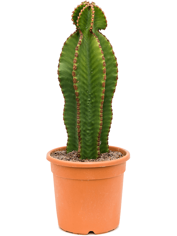 Euphorbia abyssinica - Foto 38966
