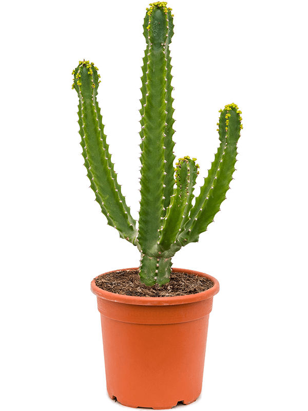 Euphorbia trigona spp. - Foto 38978