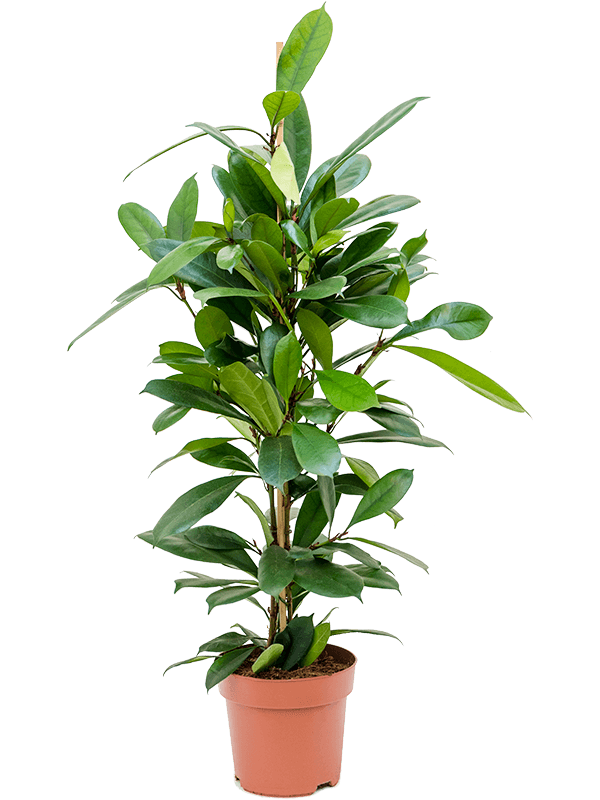 Ficus cyathistipula Tuft - Foto 40526