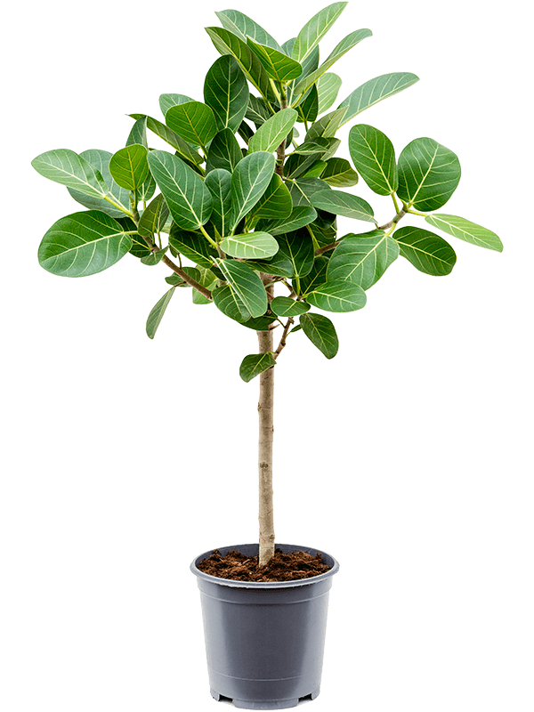 Ficus benghalensis 'Audrey' Stem - Foto 40534