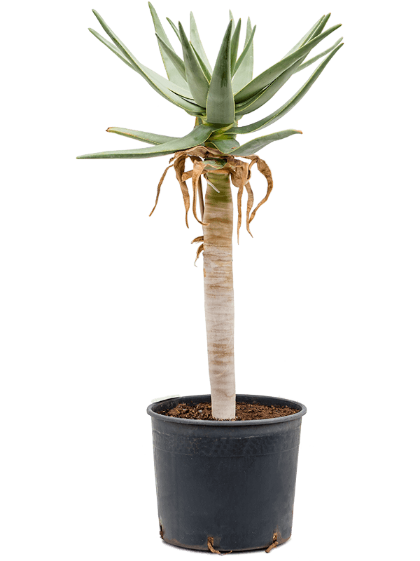 Aloe dichotoma Stem - Foto 40878