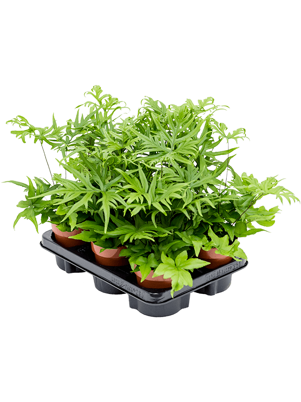 Doryopteris pedata 6/tray - Foto 40901