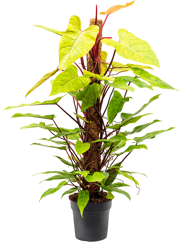 Philodendron 'Painted Lady' - Foto 40972