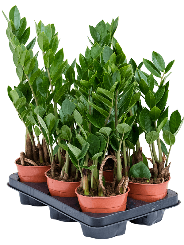 Zamioculcas zamiifolia 6/tray - Foto 41013