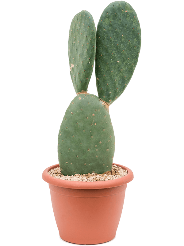 Opuntia titania - Foto 41074