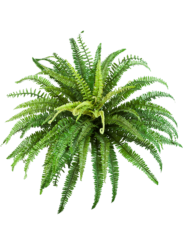 Fern forest Bush (76 lvs.) - Foto 45962