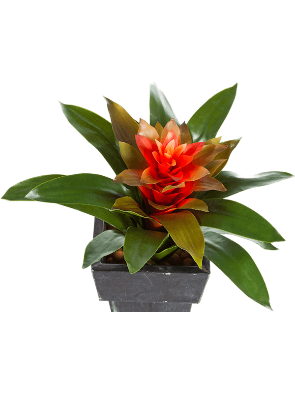 Bromelia Tuft - Foto 46040