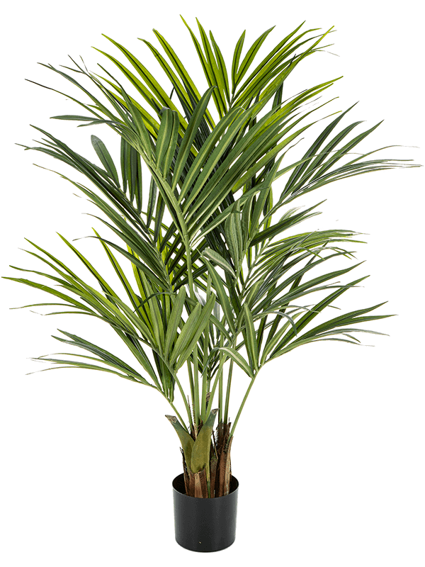 Kentia 6' palm (250 lvs.) - Foto 46079