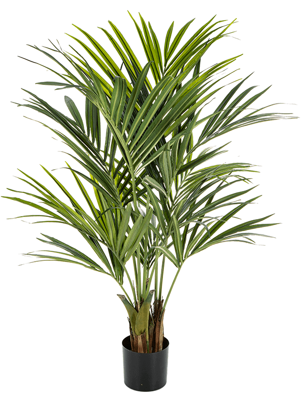 Kentia 9' Palm (766 lvs.) - Foto 46080