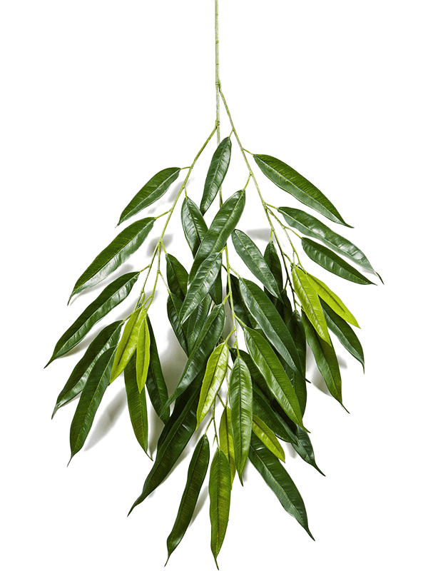 Ficus royal longifolia Branch - Foto 46111