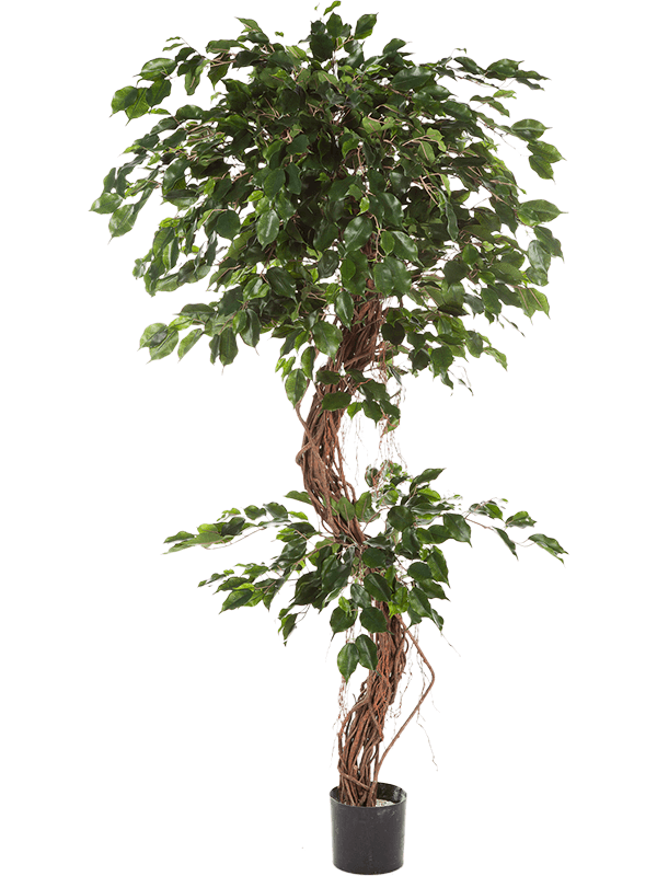 Ficus exotica Corkscrew - Foto 46144