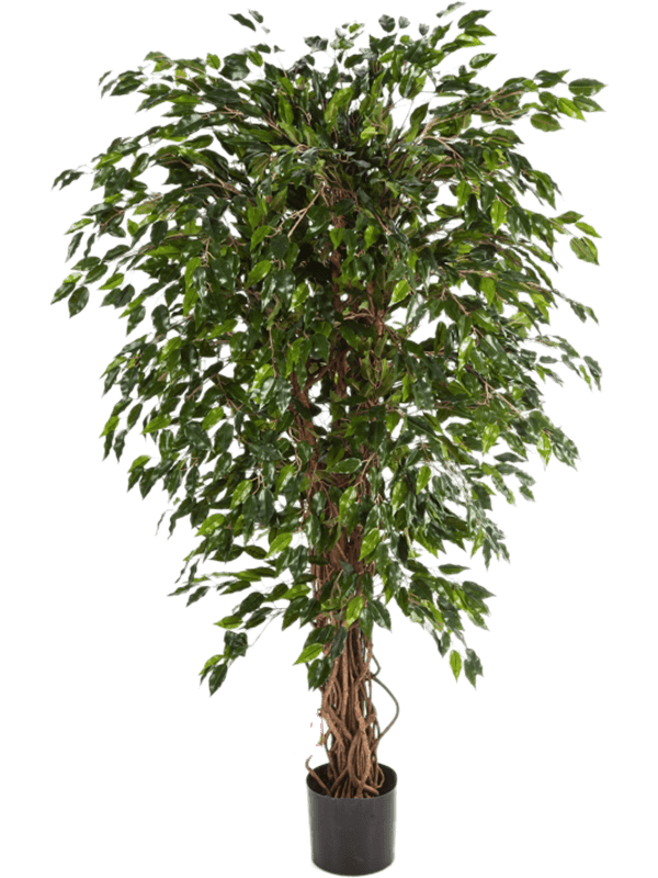 Ficus longifolia Umbrella - Foto 46161