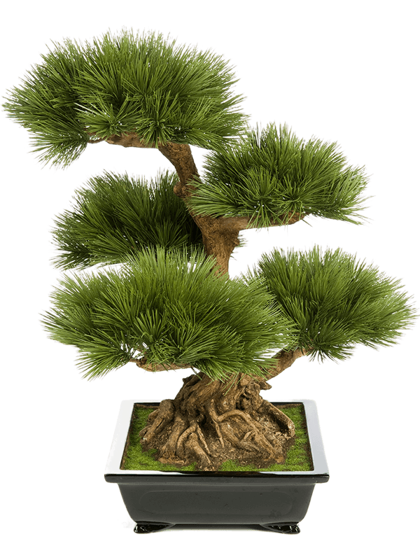 Pinus Bonsai Typ 2 - Foto 46201