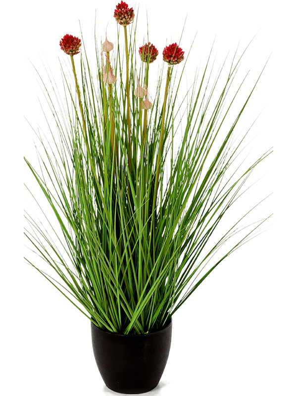 Grass Allium Tuft w/red Fl. - Foto 46239