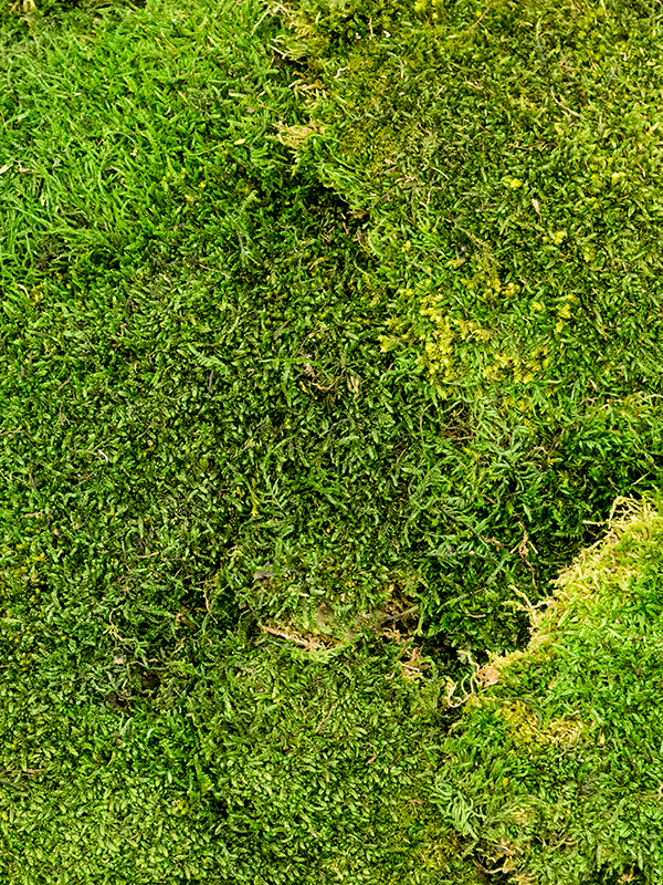 Flat moss (4 windowbox = ca 2 m2) - Foto 46346