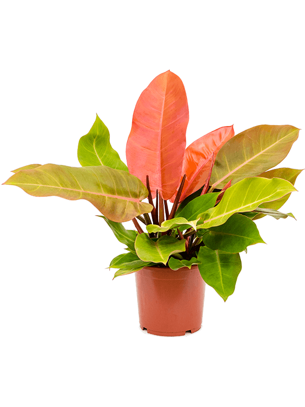 Philodendron 'Prince of Orange' Bush - Foto 47325
