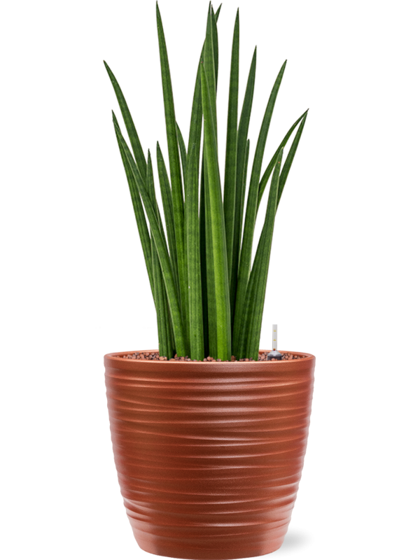 Sansevieria cylindrica 'Spikes' in Groove - Foto 48825