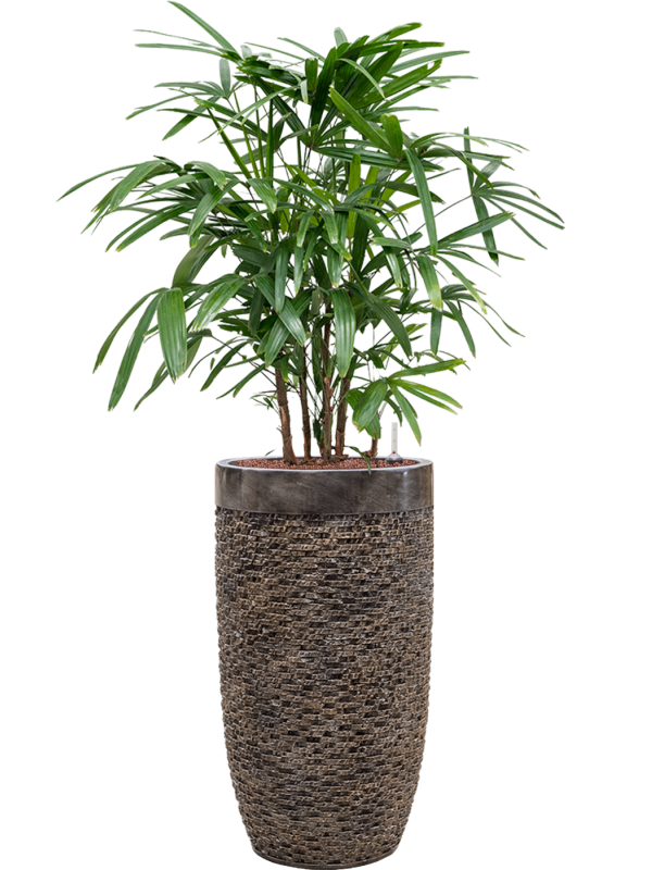 Rhapis excelsa in Baq Luxe Lite Universe Layer - Foto 49013
