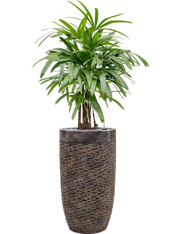 Rhapis excelsa in Baq Luxe Lite Universe Layer - Foto 49045