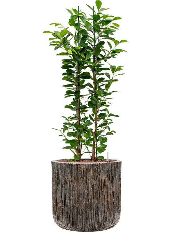 Ficus microcarpa 'Moclame' in Baq Luxe Lite Universe - Foto 49167