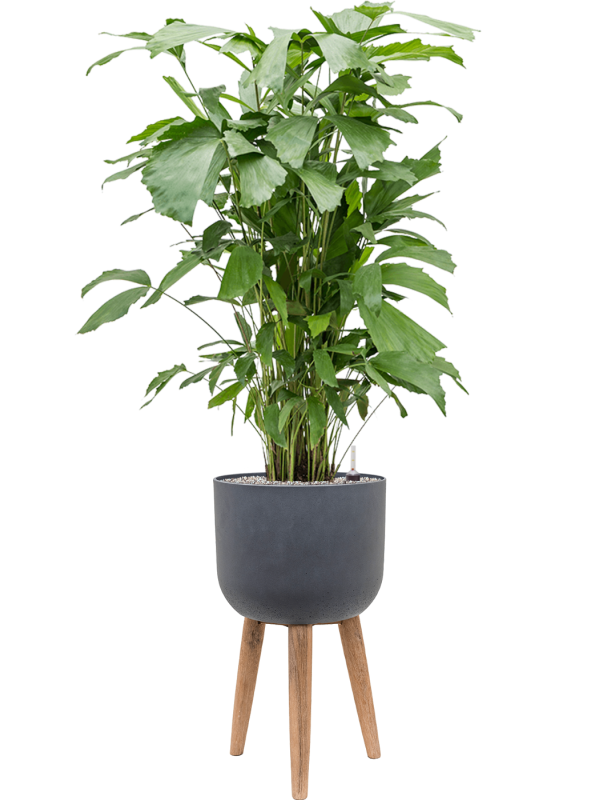 Caryota mitis in Refined Retro With Feet - Foto 49346
