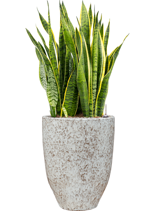 Sansevieria trifasciata 'Laurentii' in One and Only - Foto 49416