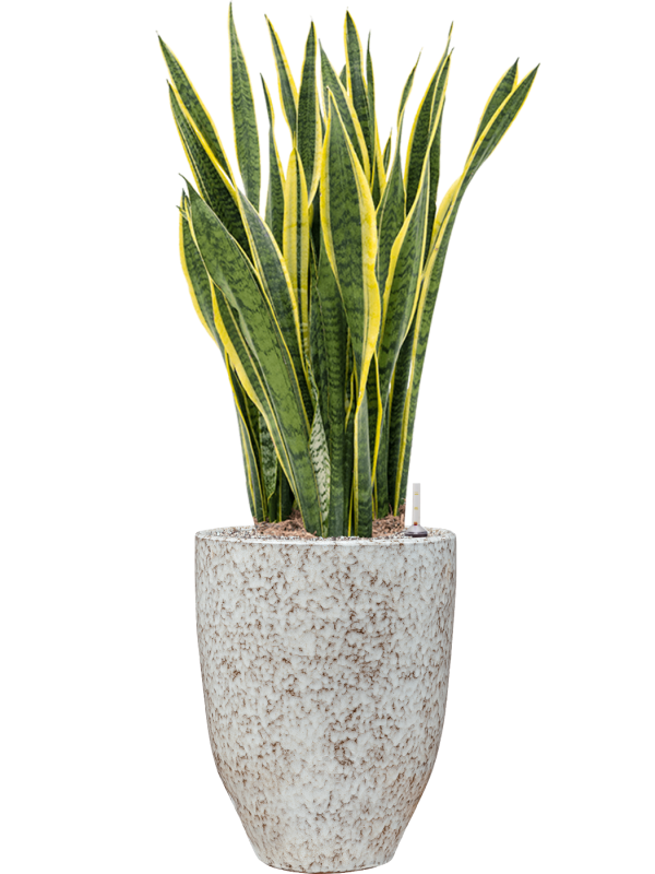 Sansevieria trifasciata 'Laurentii' in One and Only - Foto 49418