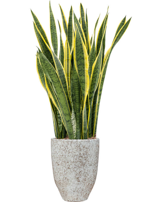 Sansevieria trifasciata 'Laurentii' in One and Only, 26748 - Foto 49541