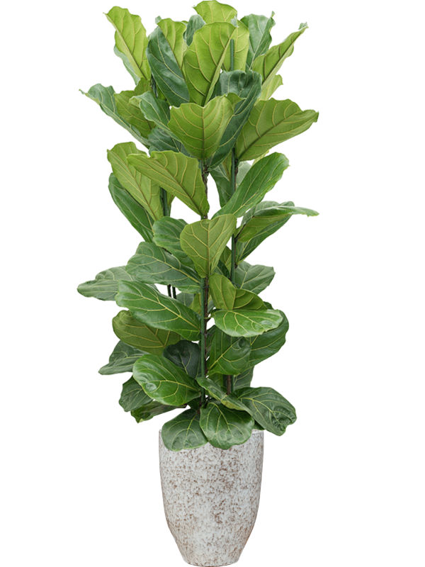 Ficus lyrata in One and Only - Foto 49542